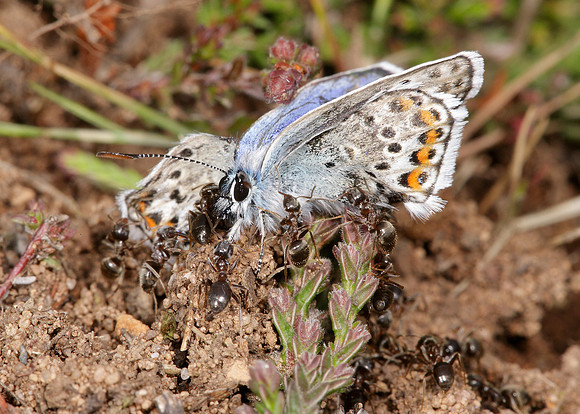 Silver-studded Blue Plebejus argus