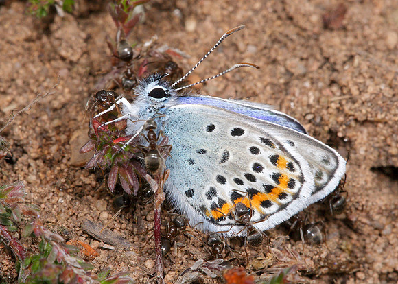 Silver-studded Blue Plebejus argus