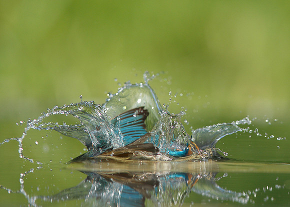 Kingfisher Alcedo atthis