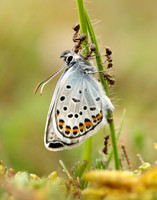 Silver-studded Blue Plebejus argus
