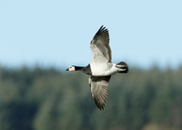 Barnacle Goose Branta leucopsis