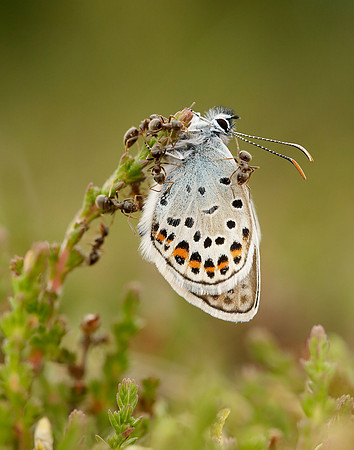 Silver-studded Blue Plebejus argus