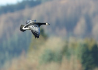 Barnacle Goose Branta leucopsis
