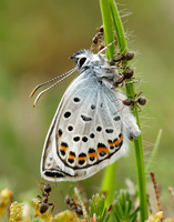Silver-studded Blue Plebejus argus