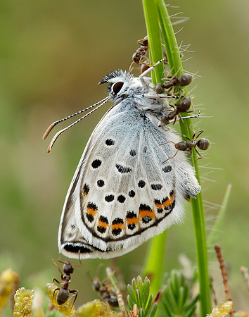 Silver-studded Blue Plebejus argus