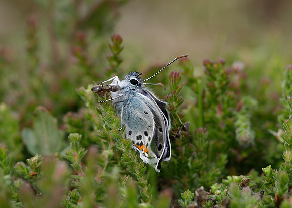 Silver-studded Blue Plebejus argus