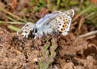 Silver-studded Blue Plebejus argus