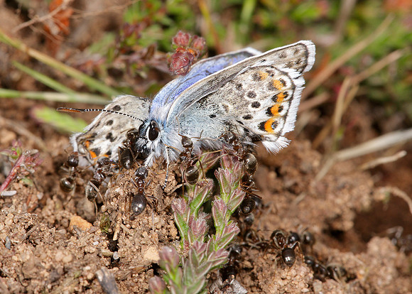 Silver-studded Blue Plebejus argus