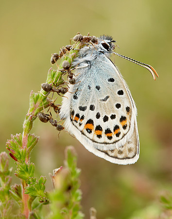 Silver-studded Blue Plebejus argus