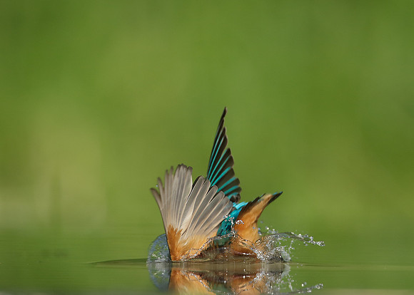 Kingfisher Alcedo atthis