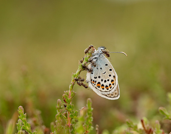 Silver-studded Blue Plebejus argus