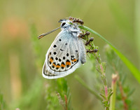 Silver-studded Blue Plebejus argus