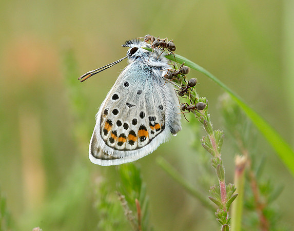 Silver-studded Blue Plebejus argus