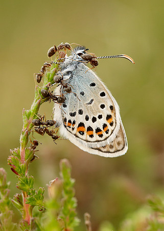 Silver-studded Blue Plebejus argus