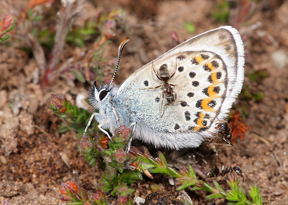 Silver-studded Blue Plebejus argus