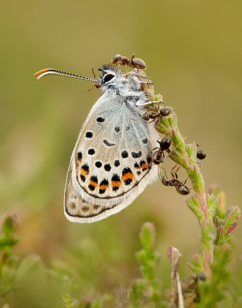 Silver-studded Blue Plebejus argus