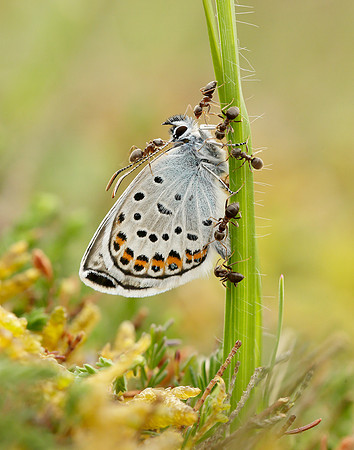 Silver-studded Blue Plebejus argus