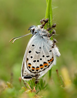 Silver-studded Blue Plebejus argus