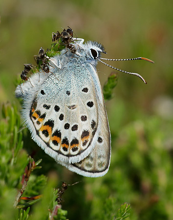 Silver-studded Blue Plebejus argus