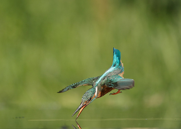 Kingfisher Alcedo atthis