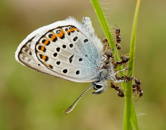 Silver-studded Blue Plebejus argus