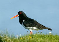 Oystercatcher Haematopus ostralegus