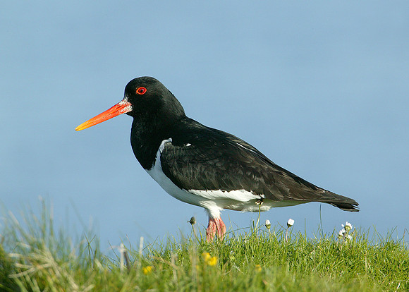 Oystercatcher Haematopus ostralegus