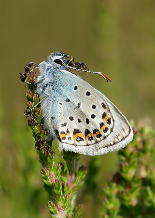 Silver-studded Blue Plebejus argus