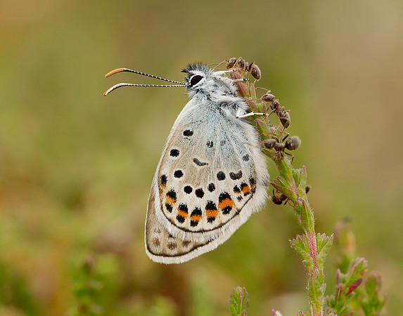 Silver-studded Blue Plebejus argus