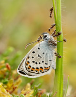 Silver-studded Blue Plebejus argus