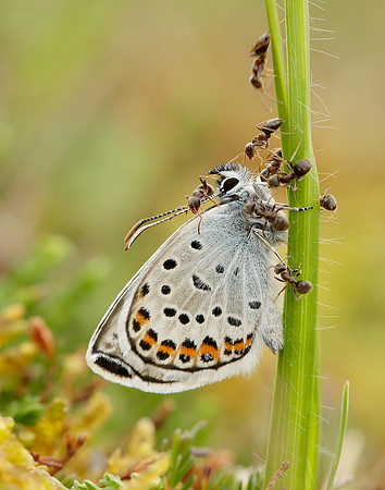 Silver-studded Blue Plebejus argus