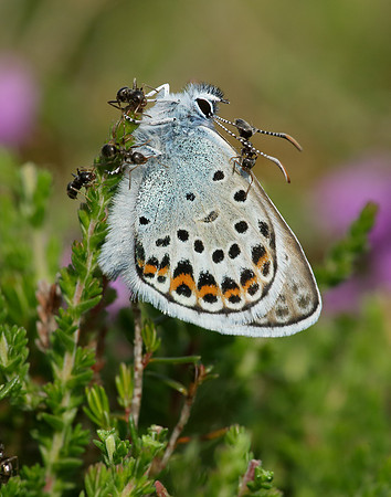 Silver-studded Blue Plebejus argus
