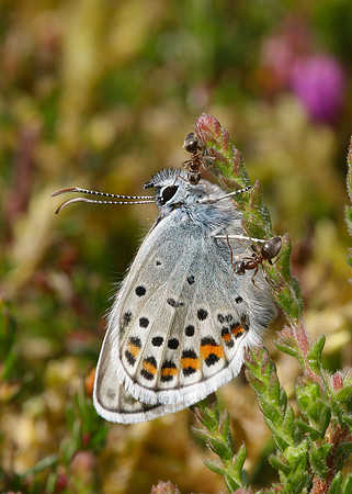 Silver-studded Blue Plebejus argus