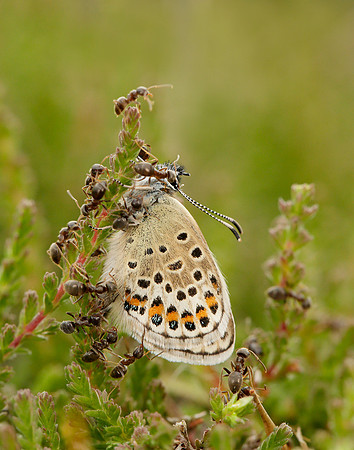 Silver-studded Blue Plebejus argus