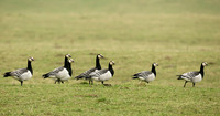 Barnacle Goose Branta leucopsis