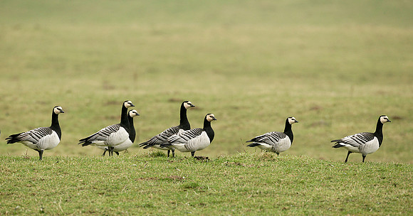 Barnacle Goose Branta leucopsis