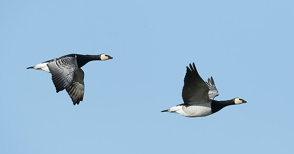 Barnacle Goose Branta leucopsis