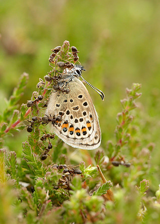 Silver-studded Blue Plebejus argus