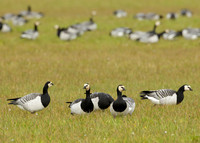 Barnacle Goose Branta leucopsis
