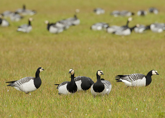 Barnacle Goose Branta leucopsis