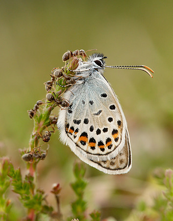 Silver-studded Blue Plebejus argus
