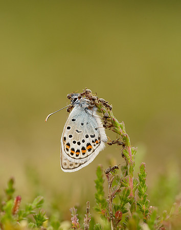 Silver-studded Blue Plebejus argus