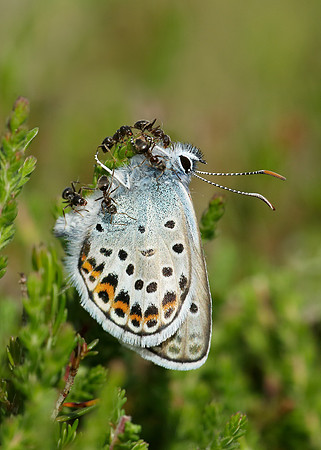 Silver-studded Blue Plebejus argus