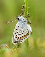 Silver-studded Blue Plebejus argus