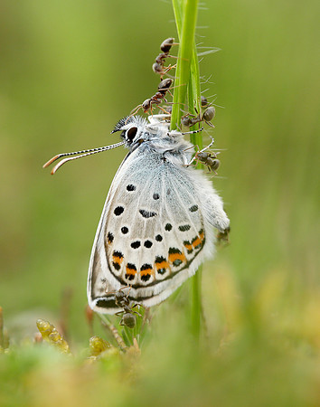 Silver-studded Blue Plebejus argus