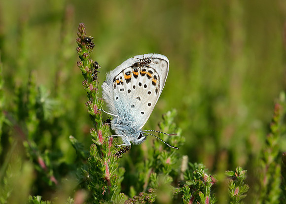 Silver-studded Blue Plebejus argus