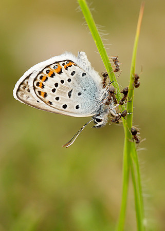 Silver-studded Blue Plebejus argus