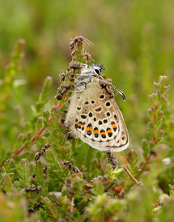 Silver-studded Blue Plebejus argus