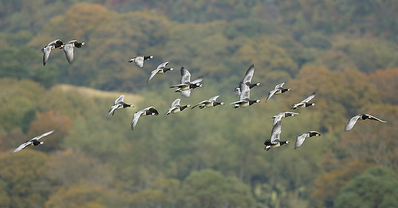 Barnacle Goose Branta leucopsis