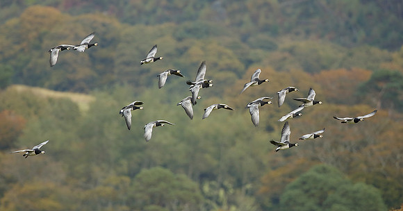 Barnacle Goose Branta leucopsis